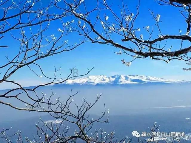 栀子落星海